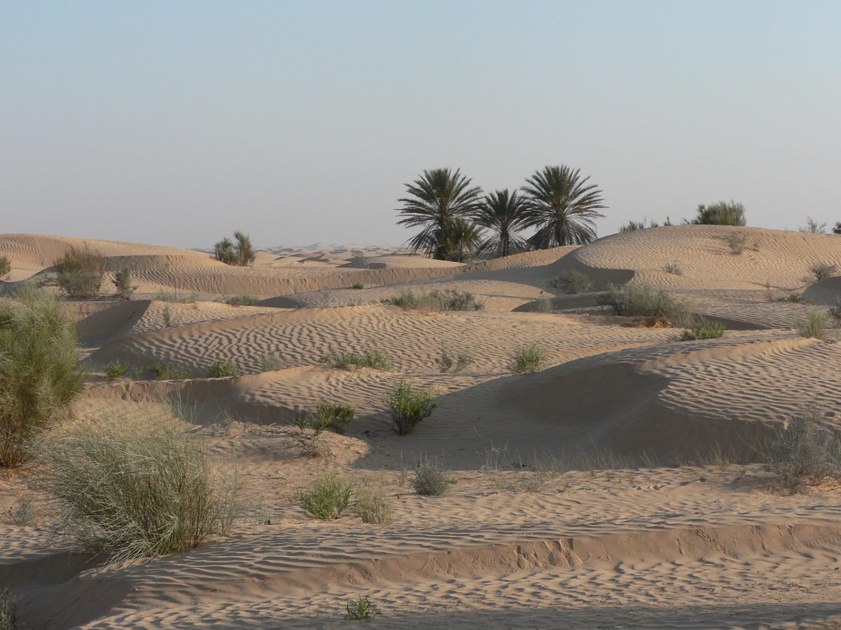Oasis et désert : départ du 14 novembre 2026